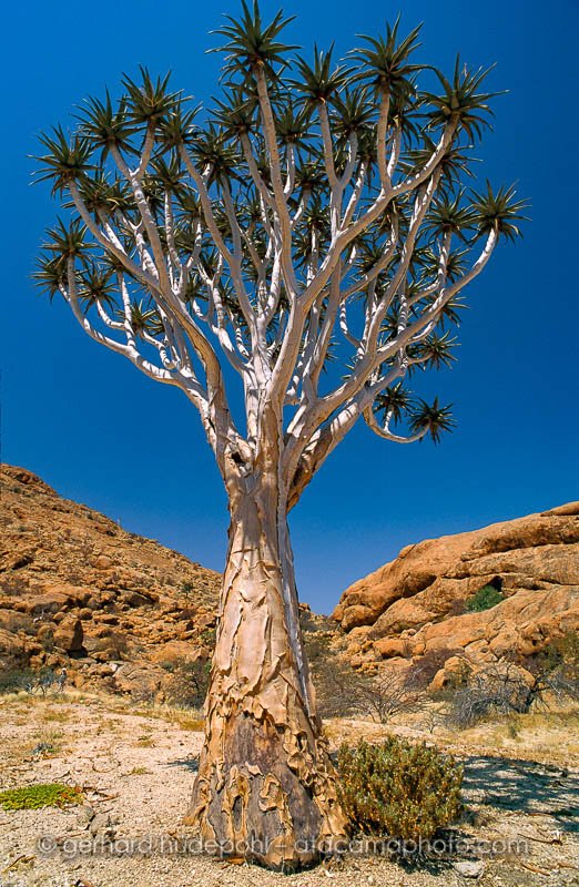 Preview kokerboom.jpg
