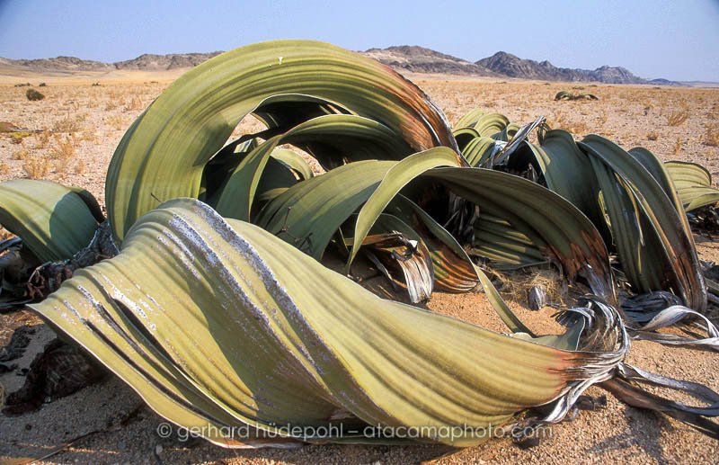 Preview welwitschia.jpg