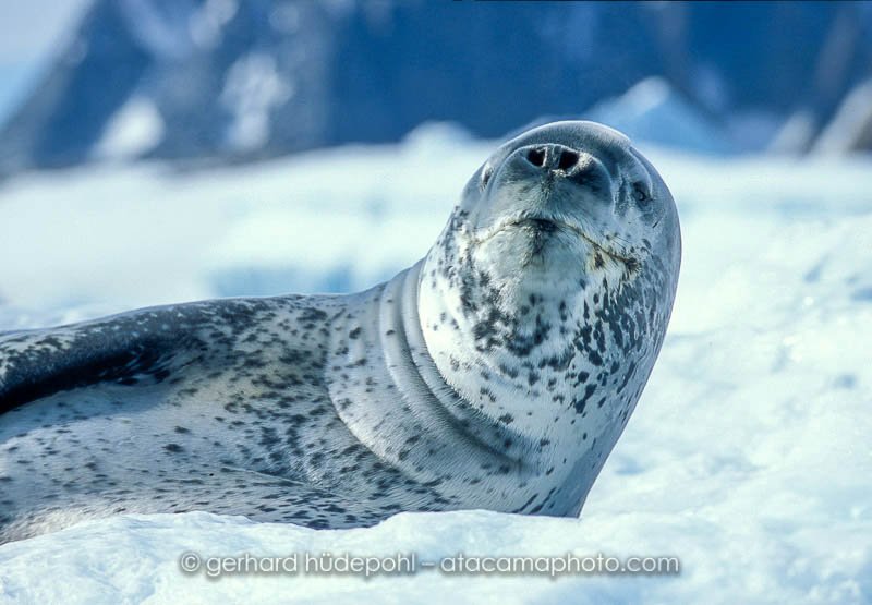 Preview antarctica23.jpg