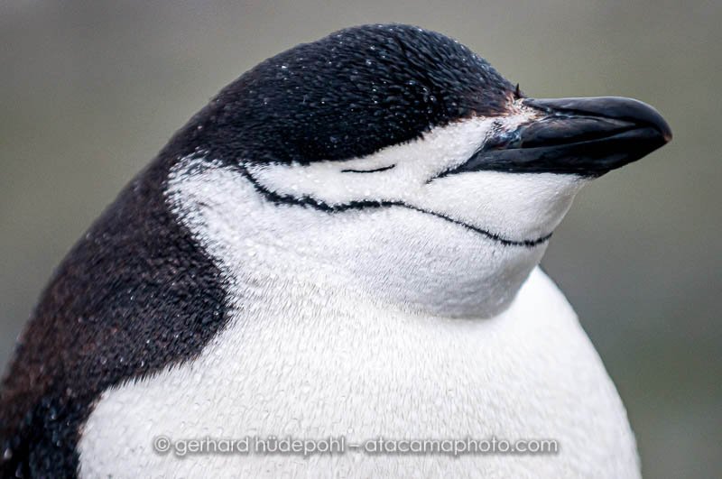 Preview antarctica60.jpg