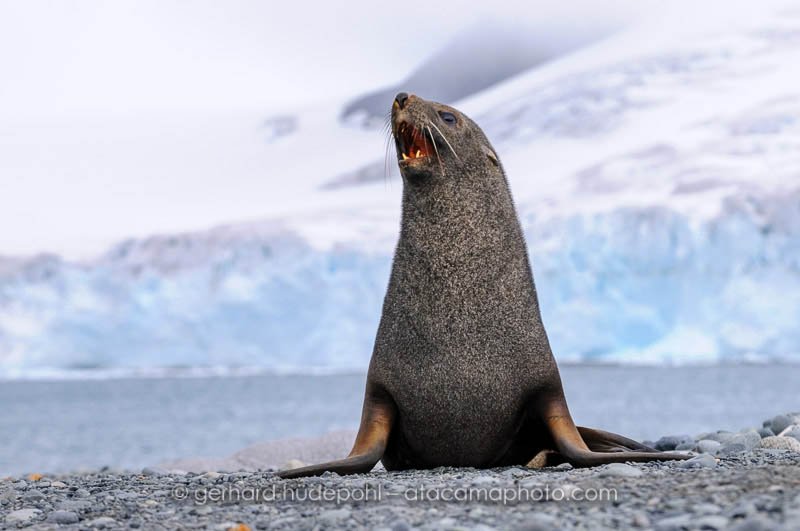 Preview antarctica63.jpg