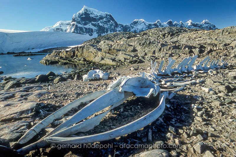 Preview whale-skeleton-antarctica.jpg