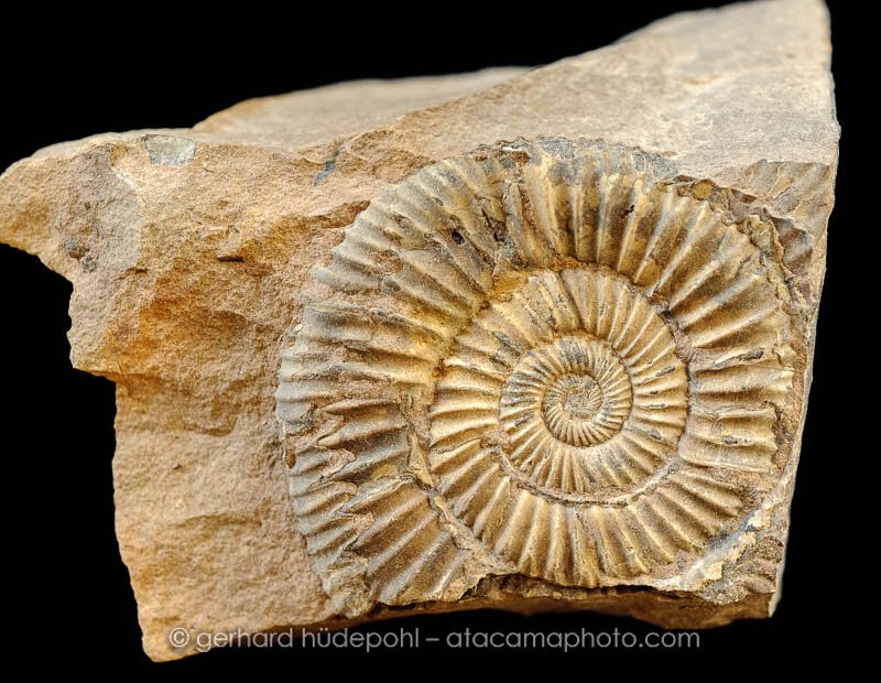 Rich geology with ammonite fossils can be found in the Cordillera de Domeyko, Atacama Desert (D7A0485.jpg) Rich geology with ammonite fossils can be found in the Cordillera de Domeyko, Atacama Desert (D7A0485.jpg)