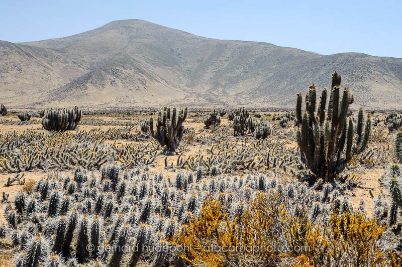 Many different species of cacti can be found in the steppe of the southern Atacama Desert (D7B7282.jpg) Many different species of cacti can be found in the steppe of the southern Atacama Desert (D7B7282.jpg)