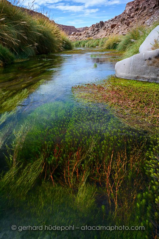 Rich green algee and other water plants in the desert river Rio Loa in the Atacama Desert, Chile (D8B2550.jpg) Rich green algee and other water plants in the desert river Rio Loa in the Atacama Desert, Chile (D8B2550.jpg)