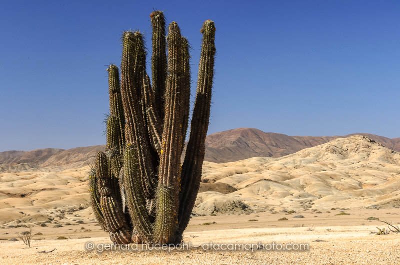 Solitary Echinopsis iquiquensis cactus in the desert, Pan de Azucar National Park (D2X8822.jpg) Solitary Echinopsis iquiquensis cactus in the desert, Pan de Azucar National Park (D2X8822.jpg)