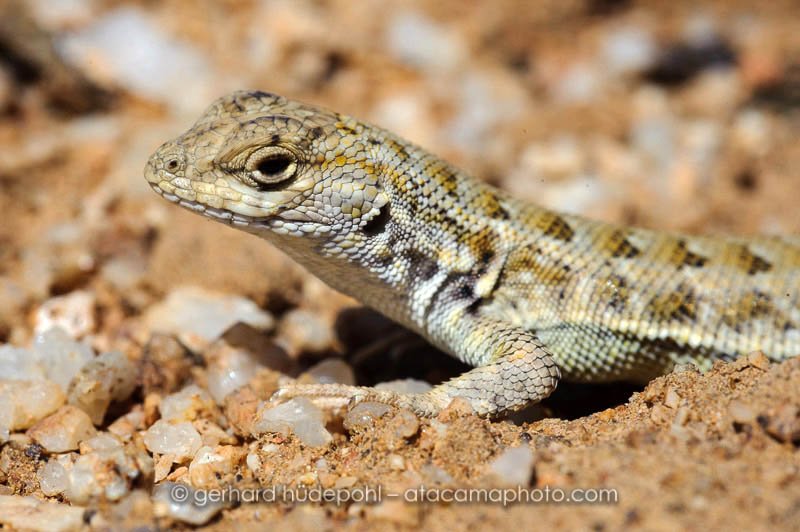 Preview D7D0082.jpg