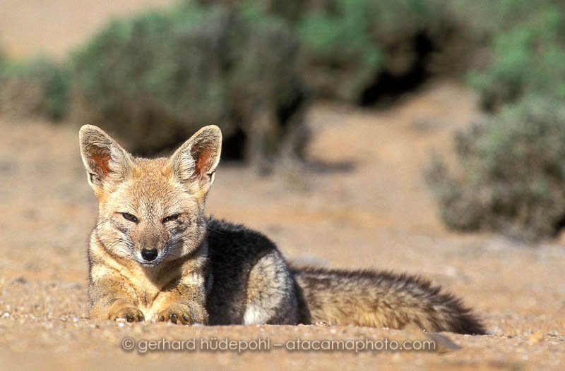 Preview Fuchs.jpg