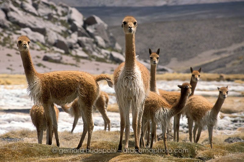Preview Vicuna.jpg