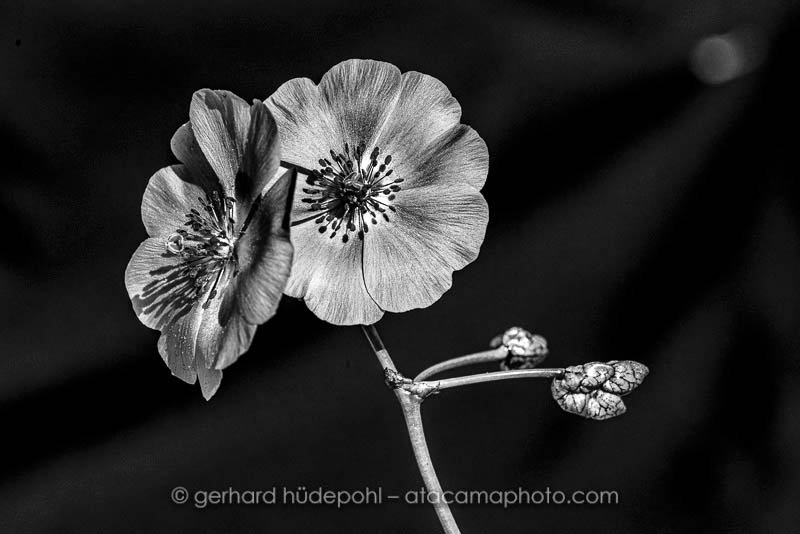 Preview D5A4241bw.jpg