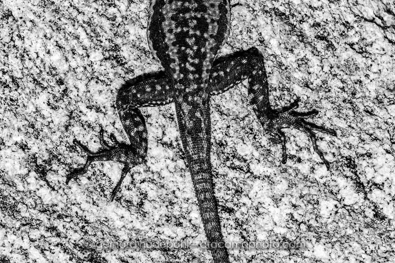 Preview D5A4302bw.jpg