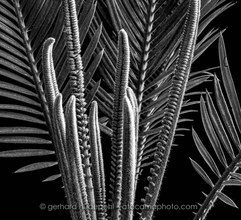 Preview D5A6835bw.jpg