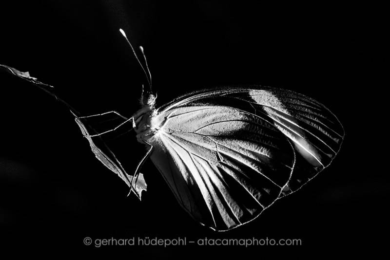 Preview D5B3698bw.jpg