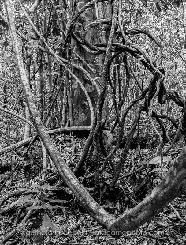 Preview DSC8493bw.jpg