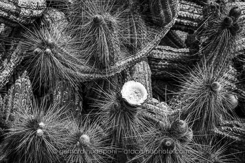 Preview Z7D4912bw.jpg