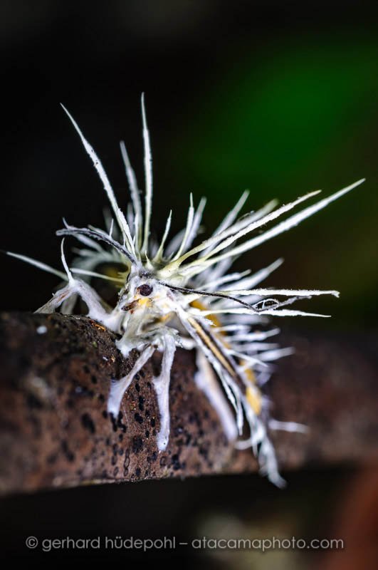 A Cordyceps fungus has attacked and killed a butterfly, Madidi Bolivia