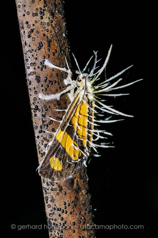 Butterfly, killed by a Cordyceps fungus, Madidi National Park, Bolivia