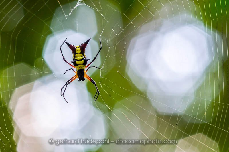Spiny Orbweaver Spider (Micrathena raimondi), Madidi National Park Bolivia