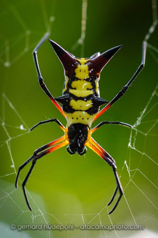 Spiny Orbweaver spider (Micrathena raimondi), Madidi National Park Bolivia