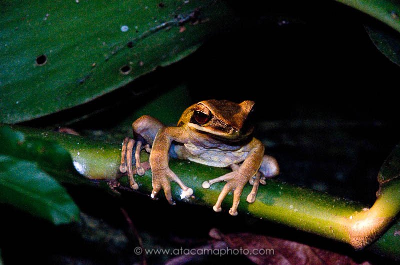 Rocket treefrog, Hyla lanciformes