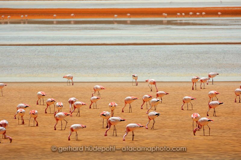 James's or Puna Flamingos at Laguna Colorada, Bolivia