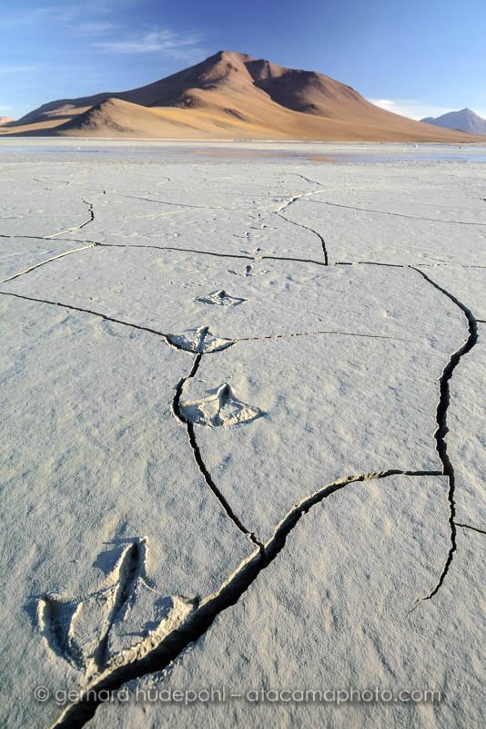 Flamingo foot prints in the mud of Chalviri Salt Flat, altiplano of Bolivia
