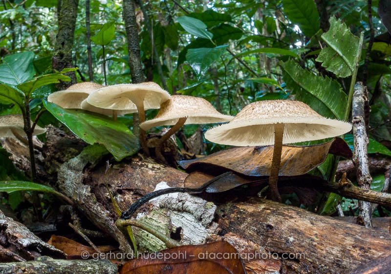 Closeup of mushrooms at Amazon rain forest, Madidi National park, Bolivia