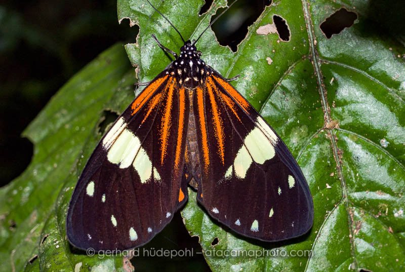 Heliconius butterfly, Amazon rainforest, Madidi national park