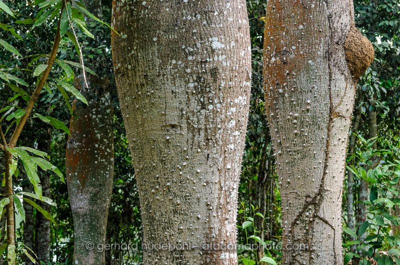 Spiny Bottle trees (Chorisia insignis), Madidi