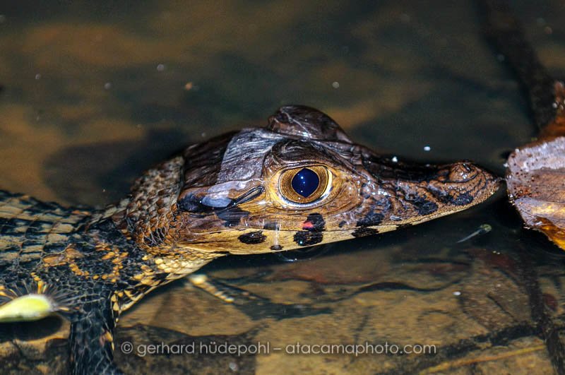 Young black caiman (Melanosuchus niger) in Bolivian jungle