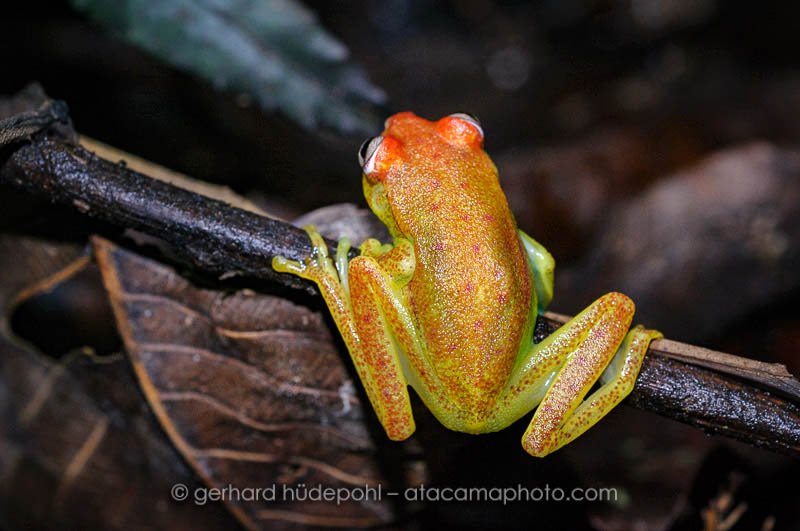 Polkadot tree frog (Hyla punctata), Madidi National Park