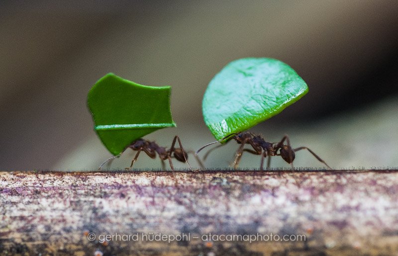 Leafcutter ants in the Amazon rainforest, Bolivia