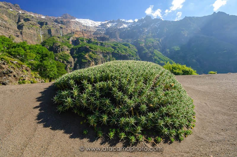 The Maihuenia poeppigii is one of the southern most living cactus, Chile