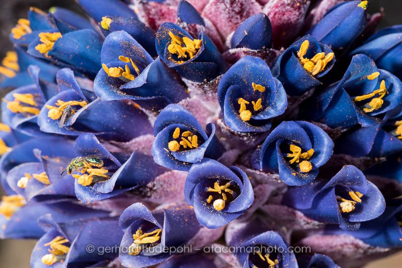 Blue flowers of Chagual chico, an endemic bromeliad of central Chile