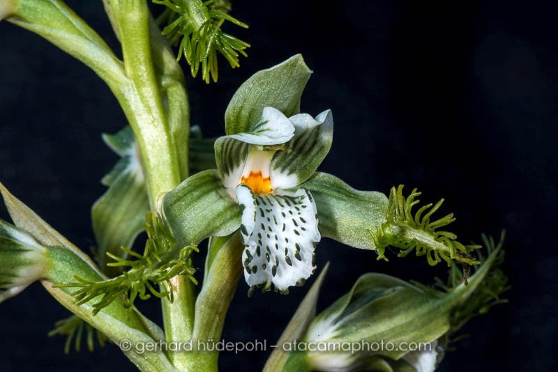 Flor de bigote (Bipinnula fimbriata), an endemic orchid of central Chile