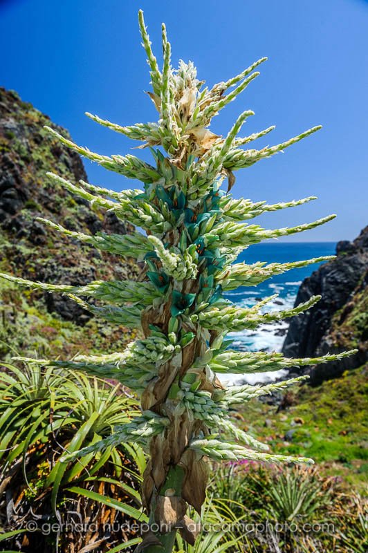 Blue flower of Puya berteroniana, a bromeliad of central Chile
