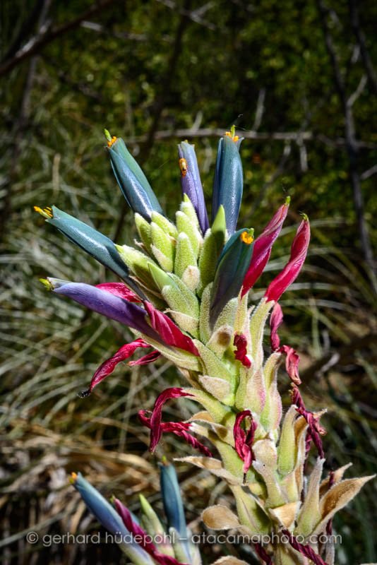 Blue Puya coerulea flower at Rio Clarillo reserve, central Chile