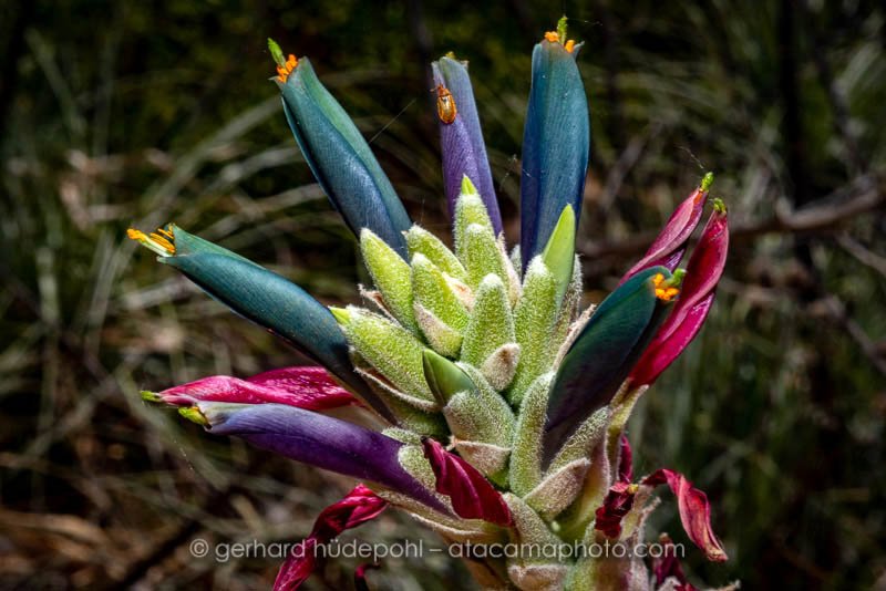 Blue Puya coerulea flower at Rio Clarillo reserve, central Chile