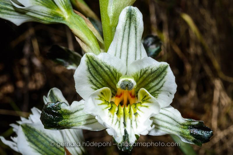 Chloraea bletioides is an endemic orchid of the central zone of Chile