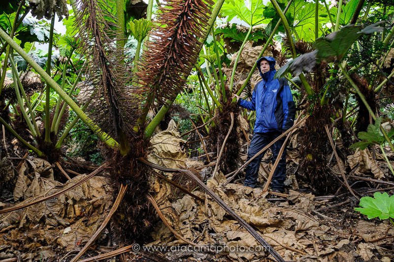 A person under giant Nalca plant leaves on Robinson Crusoe Island, Chile