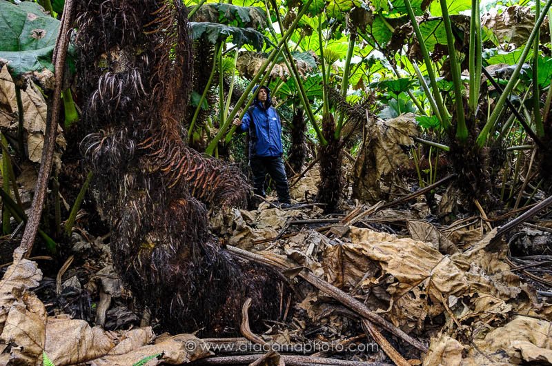 Hiker in a forest of giant endemic Nalca plants on Robinson Crusoe Island