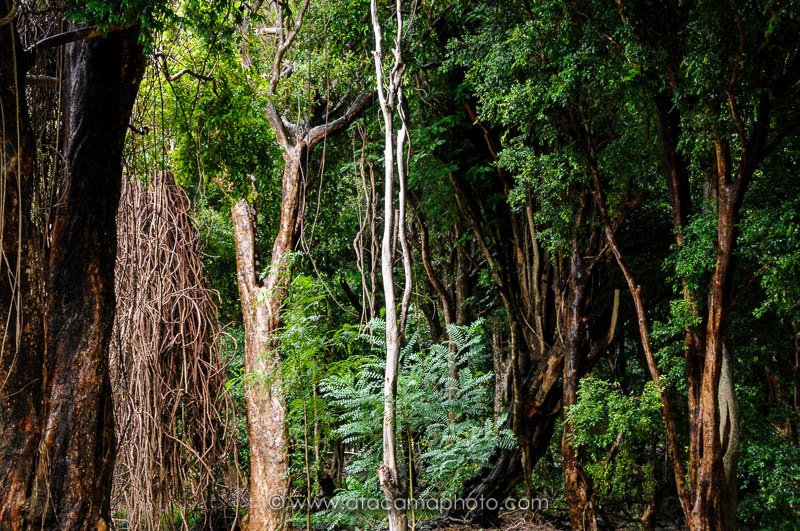 Native forest trees of Robinson Crusoe Island
