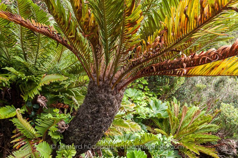 Endemic tree fern of Robinson Crusoe Island, Blechnum cycadifolium