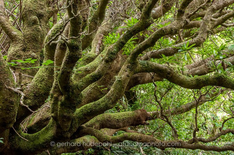 Dense forest with moss covered trees, Robinson Crusoe Island
