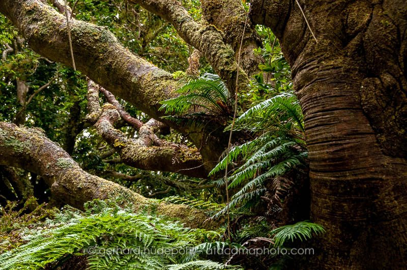 Dense native forest of Robinson Crusoe Island