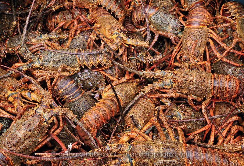 Juan Fernandez lobster in a fishing boat at Robinson Crusoe Island
