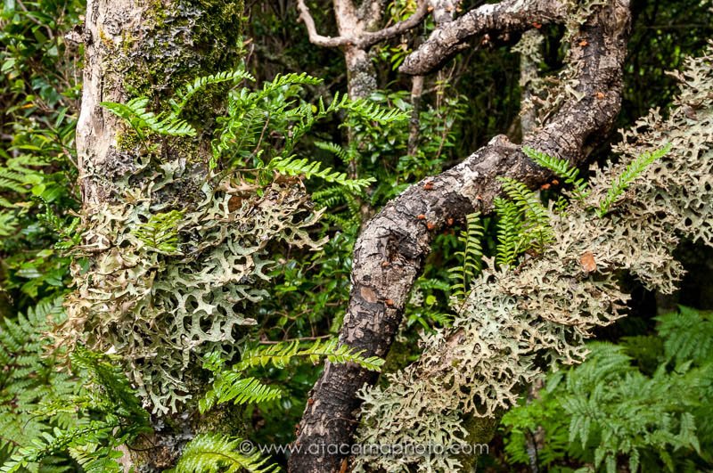 Trees are overgrown with lichens and fern, Robinson Crusoe Island