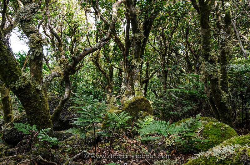 Dense native forest on Robinson Crusoe Island, Juan Fernandez archipelago