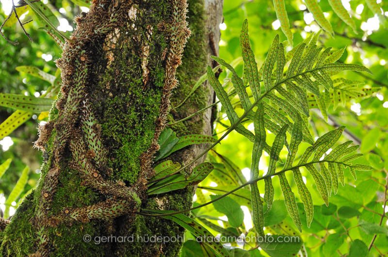 Fern and moss growing on a tree, Robinson Crusoe Island endemic flora