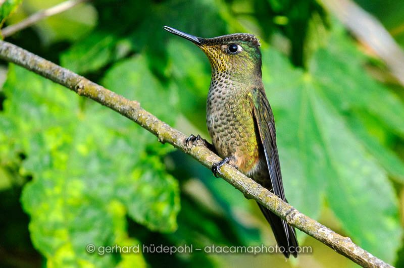 Green-backed Firecrown (Sephanoides sephanoides), a hummingbird of Chile